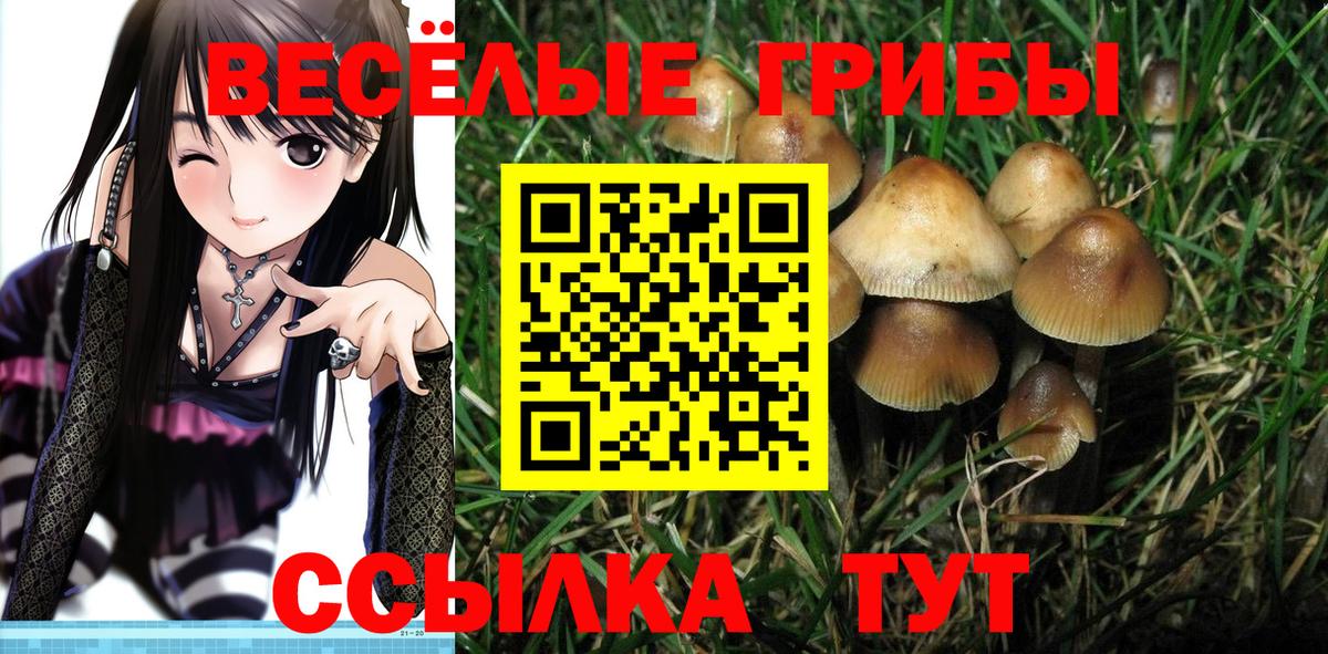 Куйбышев  даркнет сайт  Псилоцибиновые грибы Magic Shrooms  Вход с VPN  Галлюциногенные грибы Psilocybine cubensis 